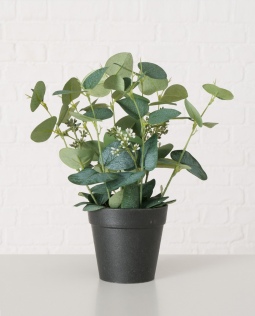 Topfpflanze Eukalyptus